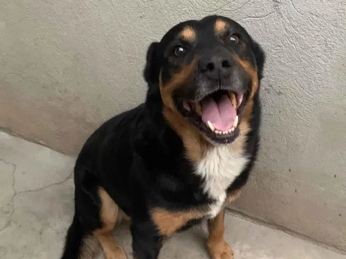 Cachorro ra a SRD-ViraLata idade 3 anos nome Thor