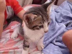 Gato raça Exótico idade 2 a 6 meses nome Laryssa 