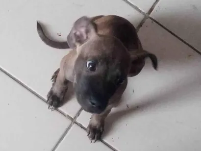 Cachorro raça Pit-Bull idade 2 a 6 meses nome Neguinha