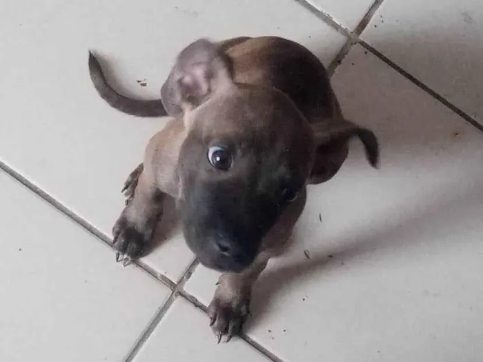 Cachorro ra a Pit-Bull idade 2 a 6 meses nome Neguinha