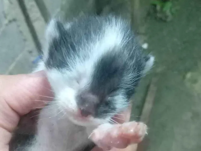 Gato ra a SRD-ViraLata idade Abaixo de 2 meses nome Sem Nome