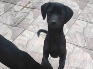 Cachorro raça SRD-ViraLata idade 2 a 6 meses nome Bela 