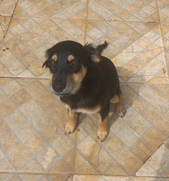 Cachorro ra a SRD-ViraLata idade 2 a 6 meses nome Ela não tem nome 