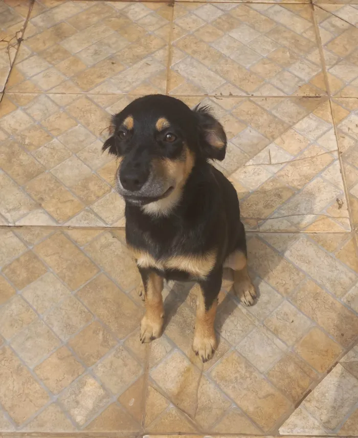 Cachorro ra a SRD-ViraLata idade 2 a 6 meses nome Ela não tem nome 