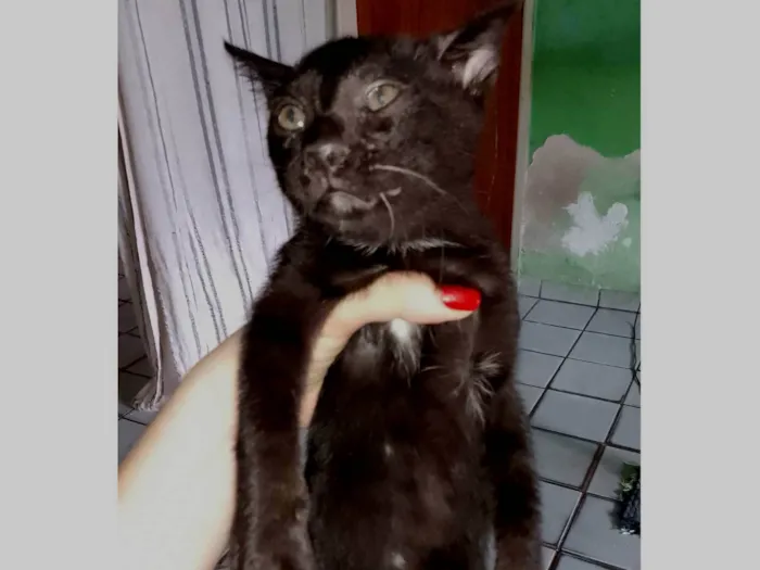 Gato ra a SRD-ViraLata idade 2 a 6 meses nome Não tem nome 