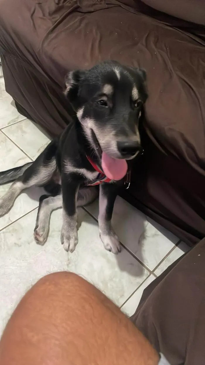 Cachorro ra a Husky Siberiano idade 1 ano nome BOBI 