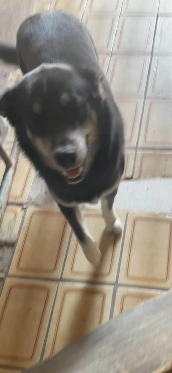 Cachorro ra a Husky Siberiano idade 1 ano nome BOBI 