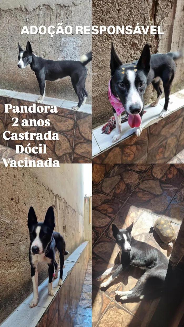 Cachorro ra a SRD-ViraLata idade 2 anos nome Pandora 