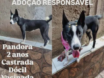 Cachorro raça SRD-ViraLata idade 2 anos nome Pandora 