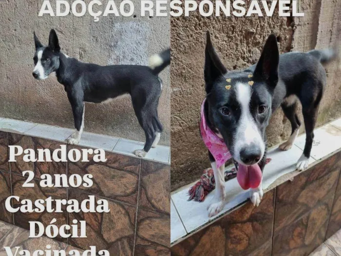 Cachorro ra a SRD-ViraLata idade 2 anos nome Pandora 