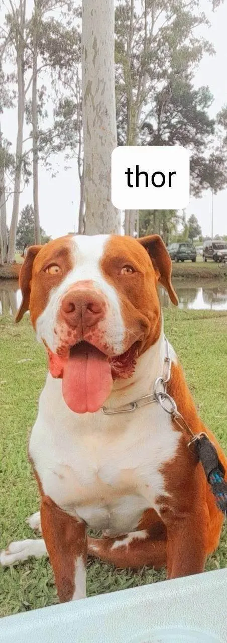 Cachorro ra a Pit-Bull idade 4 anos nome Thor 