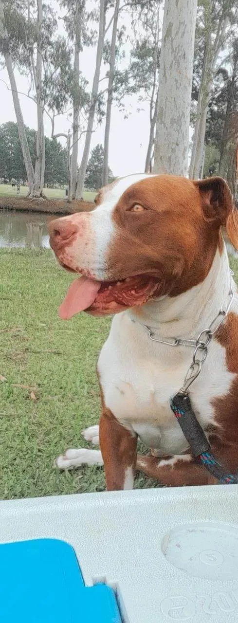 Cachorro ra a Pit-Bull idade 4 anos nome Thor 