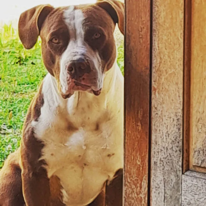 Cachorro ra a Pit-Bull idade 4 anos nome Thor 