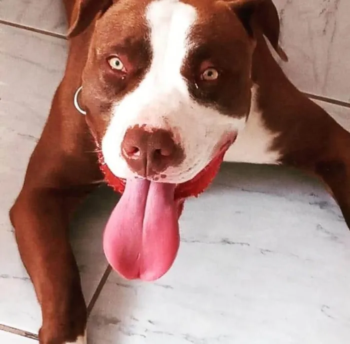 Cachorro ra a Pit-Bull idade 4 anos nome Thor 