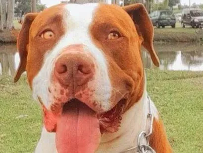 Cachorro raça Pit-Bull idade 4 anos nome Thor 