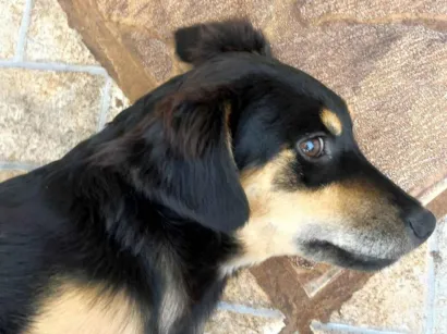 Cachorro raça SRD-ViraLata idade 7 a 11 meses nome Cachorra 