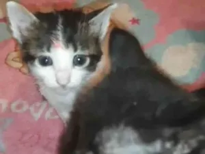 Gato raça SRD-ViraLata idade Abaixo de 2 meses nome Anjinhos