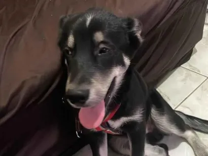 Cachorro raça Husky Siberiano idade 1 ano nome BOBI 