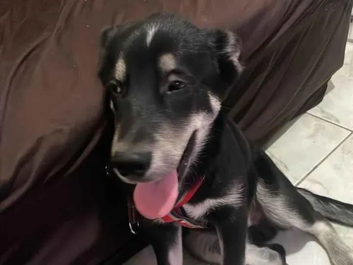 Cachorro ra a Husky Siberiano idade 1 ano nome BOBI 