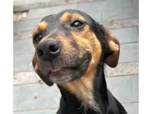 Cachorro raça SRD-ViraLata idade 1 ano nome Cachorrinha