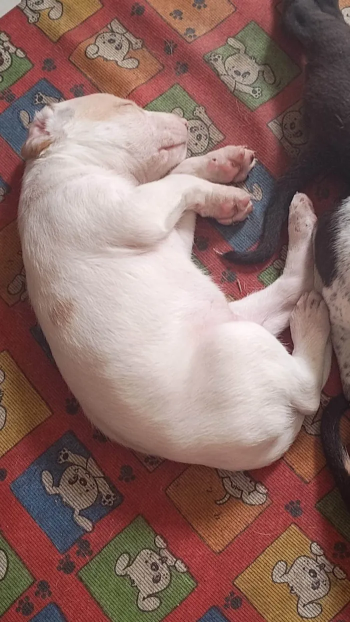 Cachorro ra a SRD-ViraLata idade Abaixo de 2 meses nome Billy