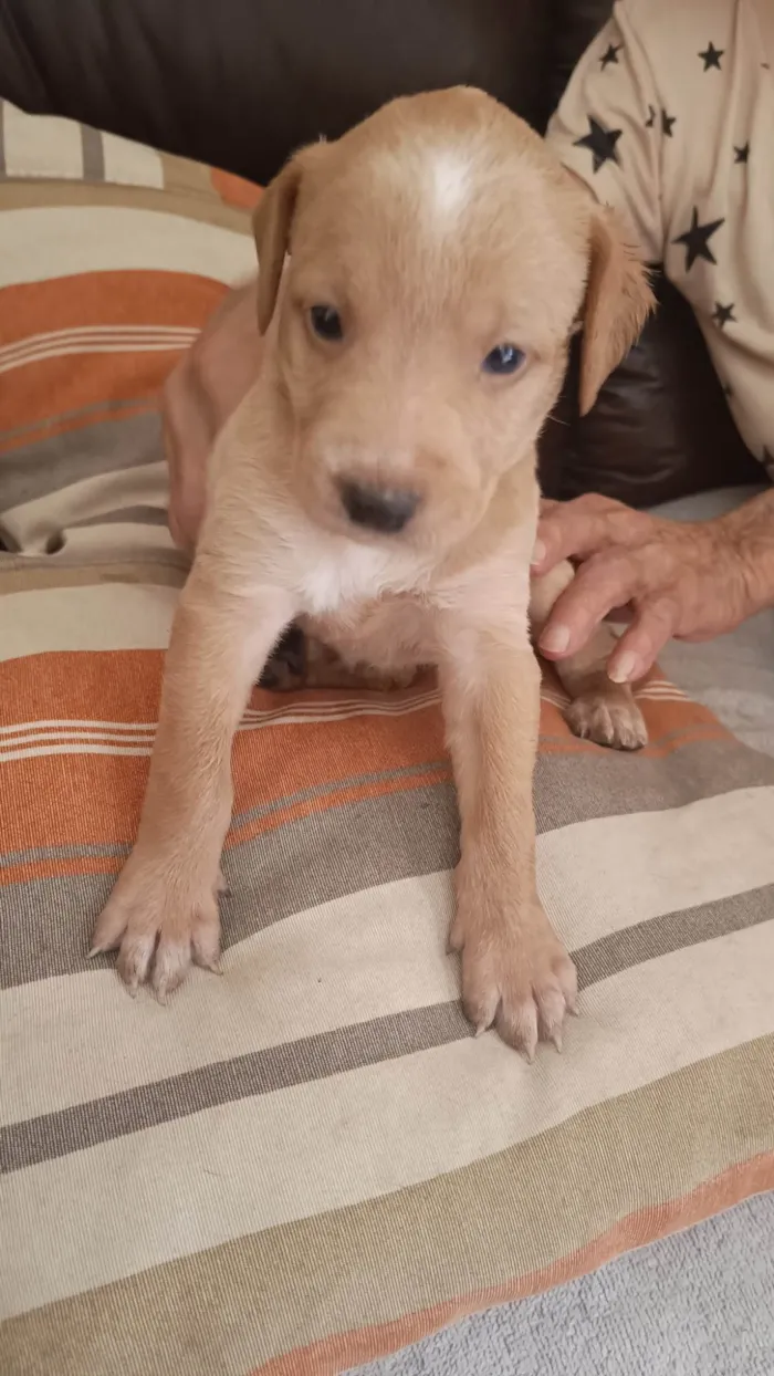 Cachorro ra a SRD-ViraLata idade Abaixo de 2 meses nome Billy