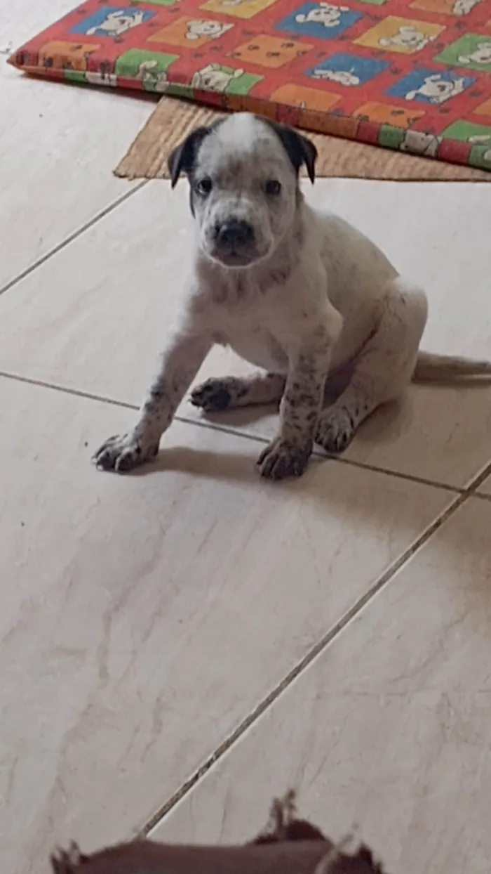 Cachorro ra a SRD-ViraLata idade Abaixo de 2 meses nome Billy