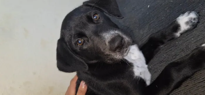 Cachorro ra a SRD-ViraLata idade 2 a 6 meses nome Malu