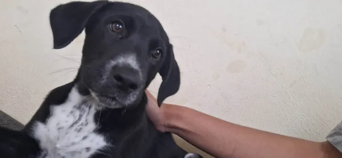 Cachorro ra a SRD-ViraLata idade 2 a 6 meses nome Malu