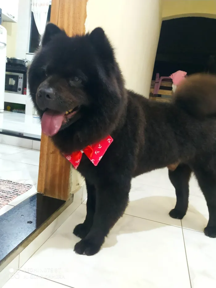 Cachorro ra a Chow Chow idade 6 ou mais anos nome Scott