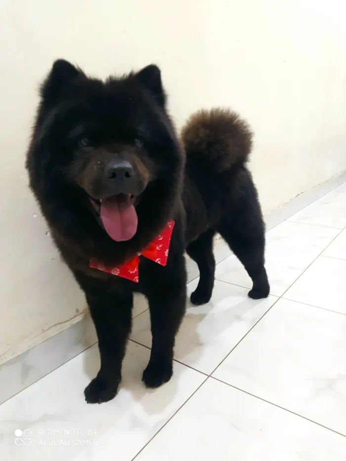 Cachorro ra a Chow Chow idade 6 ou mais anos nome Scott