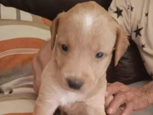 Cachorro raça SRD-ViraLata idade Abaixo de 2 meses nome Billy