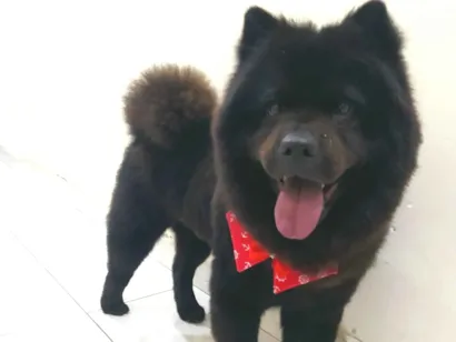 Cachorro raça Chow Chow idade 6 ou mais anos nome Scott