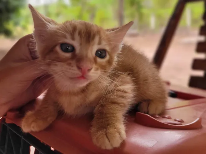 Gato ra a SRD-ViraLata idade Abaixo de 2 meses nome Laranjinha 