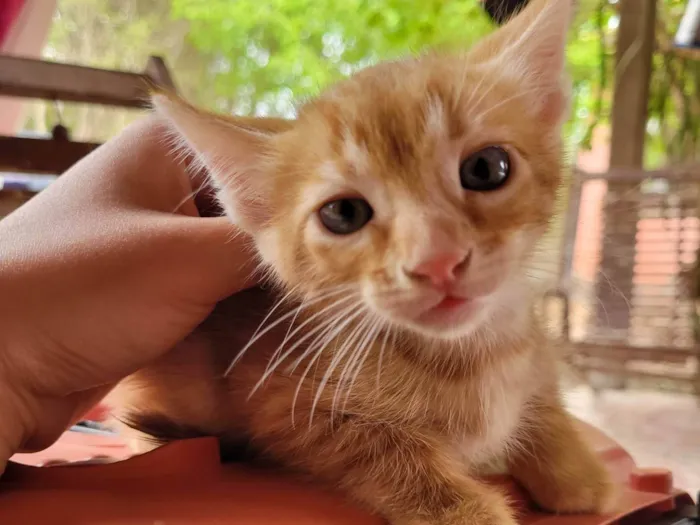 Gato ra a SRD-ViraLata idade Abaixo de 2 meses nome Laranjinha 