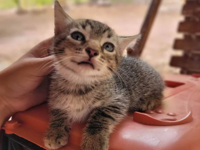 Gato ra a SRD-ViraLata idade Abaixo de 2 meses nome Rajadinho