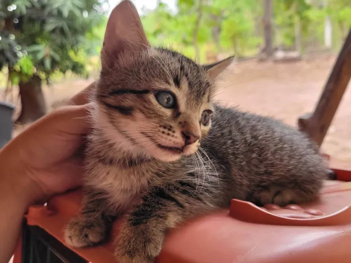 Gato ra a SRD-ViraLata idade Abaixo de 2 meses nome Rajadinho