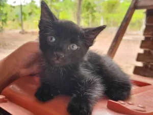 Gato raça SRD-ViraLata idade Abaixo de 2 meses nome Pretinho