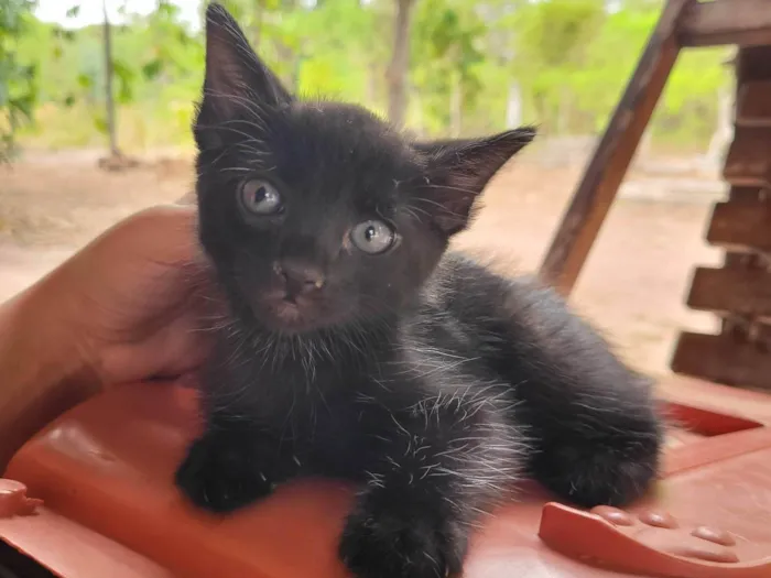 Gato ra a SRD-ViraLata idade Abaixo de 2 meses nome Pretinho