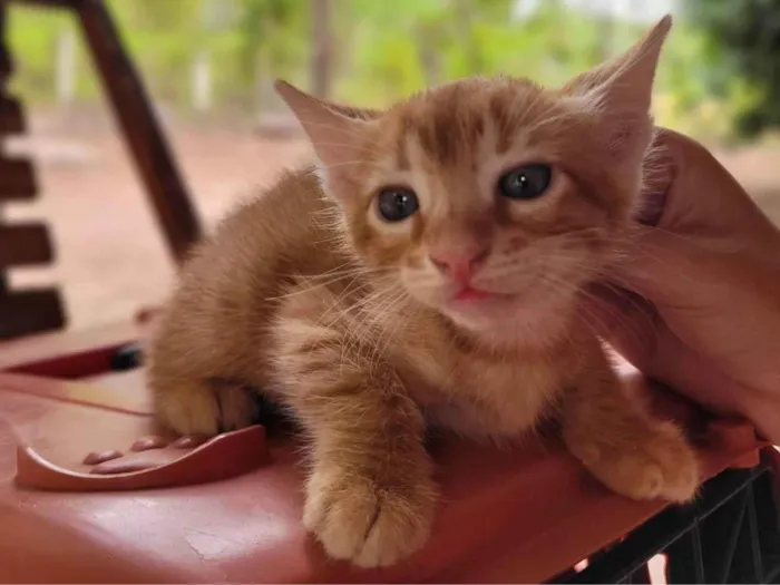 Gato ra a SRD-ViraLata idade Abaixo de 2 meses nome Laranjinha 