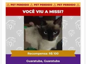 Gato raça Siamês idade 2 anos nome Missi