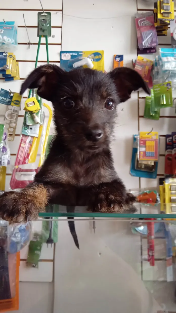 Cachorro ra a SRD-ViraLata idade Abaixo de 2 meses nome nao tem