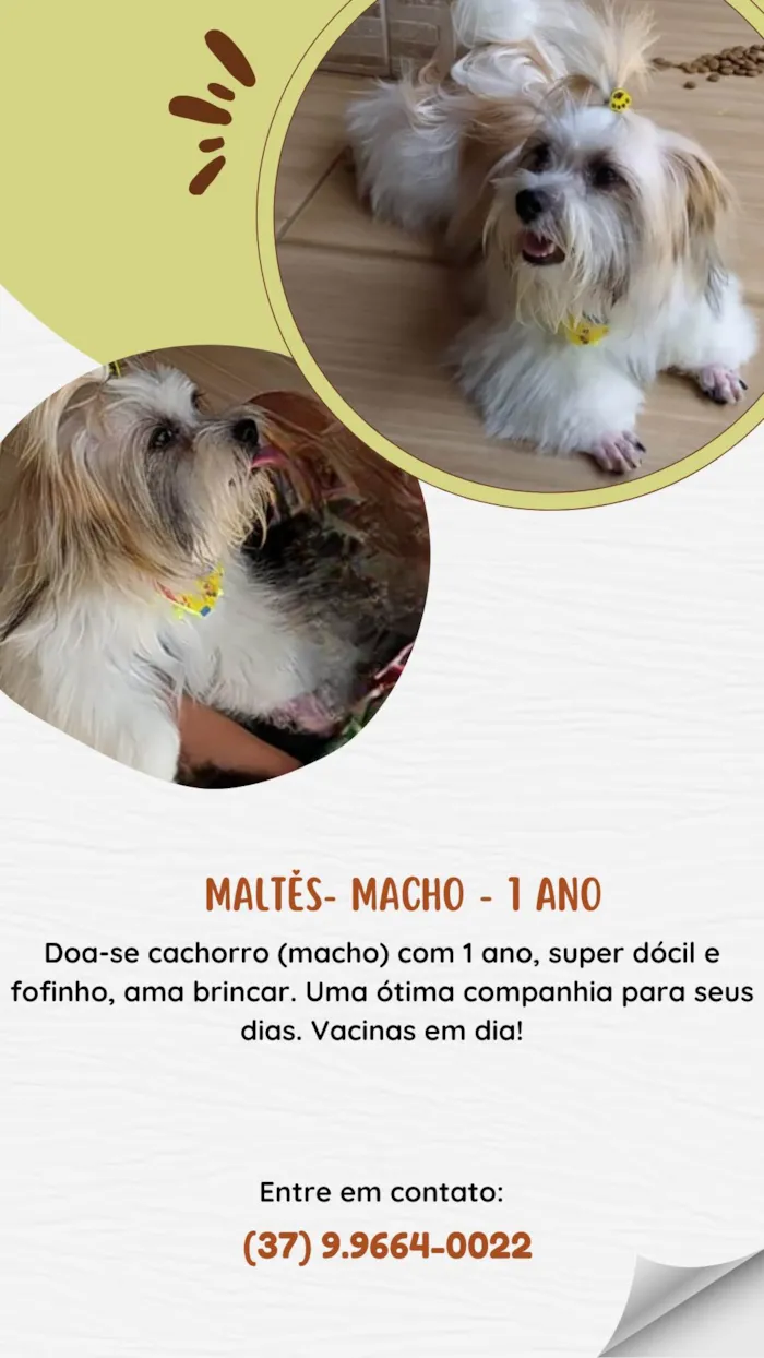 Cachorro ra a Maltês idade 1 ano nome Theo