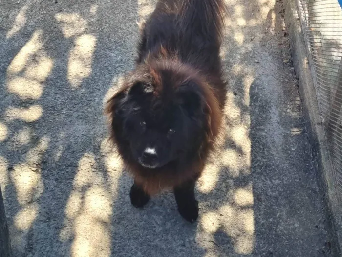 Cachorro ra a Chow Chow idade 6 ou mais anos nome Jack