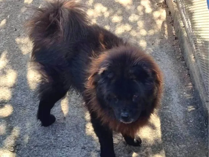 Cachorro ra a Chow Chow idade 6 ou mais anos nome Jack