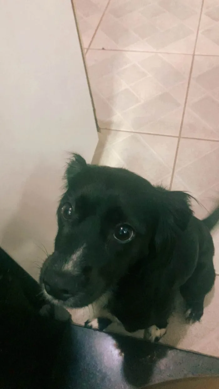 Cachorro ra a SRD-ViraLata idade 1 ano nome Teresa