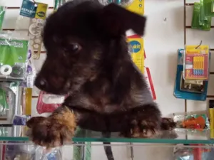 Cachorro raça SRD-ViraLata idade Abaixo de 2 meses nome nao tem