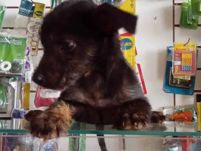 Cachorro ra a SRD-ViraLata idade Abaixo de 2 meses nome nao tem