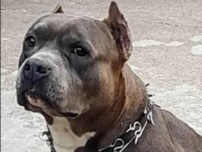 Cachorro raça Pit-Bull idade 6 ou mais anos nome Moana 