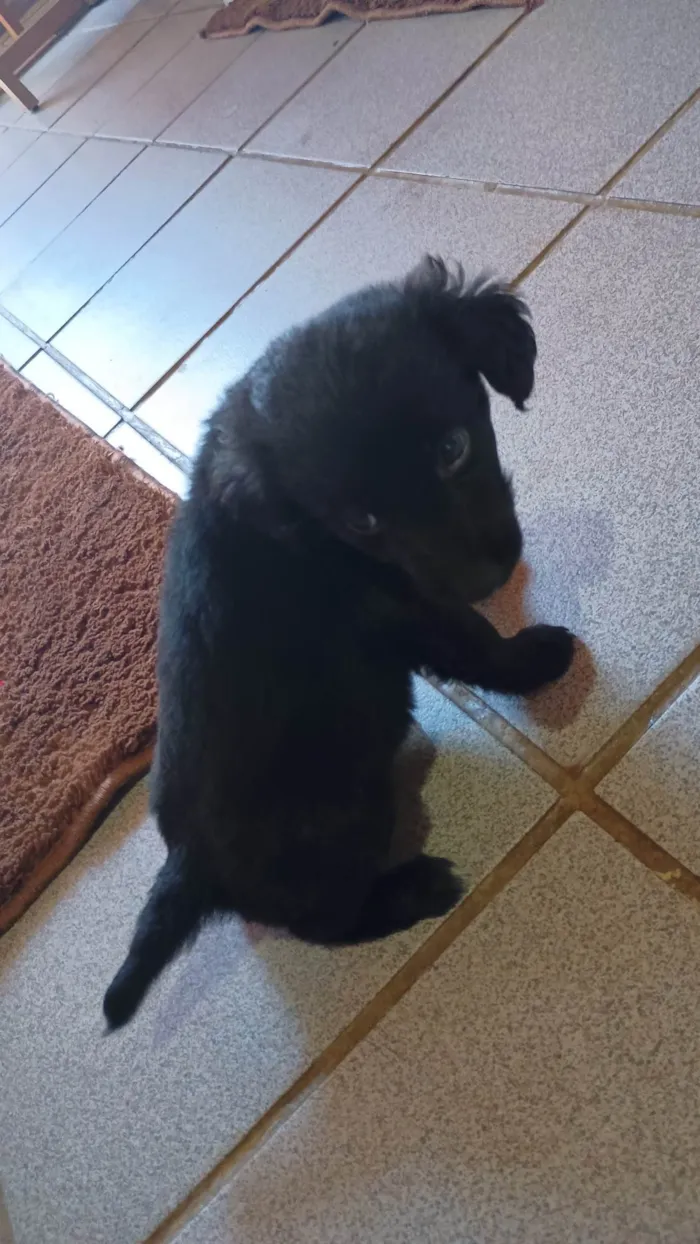 Cachorro ra a SRD-ViraLata idade Abaixo de 2 meses nome Stefani